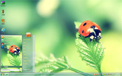 可爱瓢虫win7主题