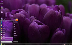紫色郁金香win7主题包